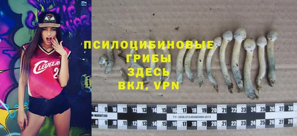 прущие грибы Дрезна